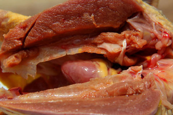 黑松露和鴿子可以一起吃嗎