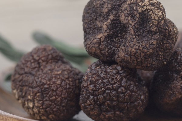 吃黑松露可以美容養(yǎng)顏嗎，皮膚會變好嗎