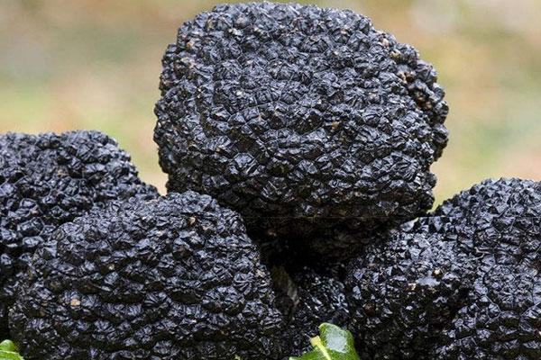 云南出產(chǎn)的黑松露是真的嗎