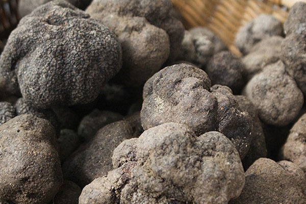 廣東有生長(zhǎng)黑松露嗎