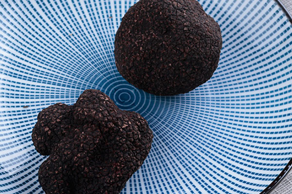 廣東哪些城市出產(chǎn)黑松露