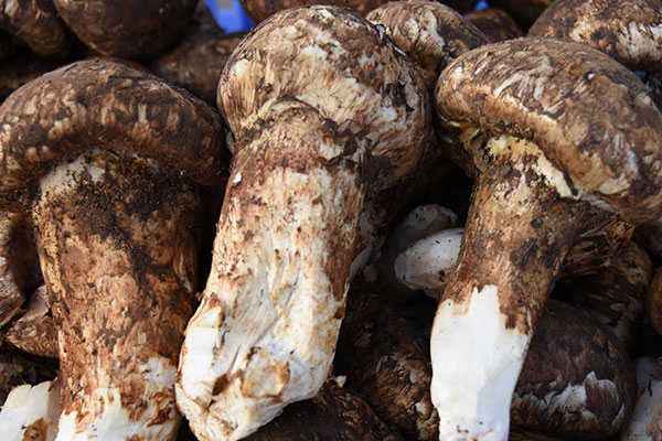 松茸有點(diǎn)發(fā)酸還能吃嗎