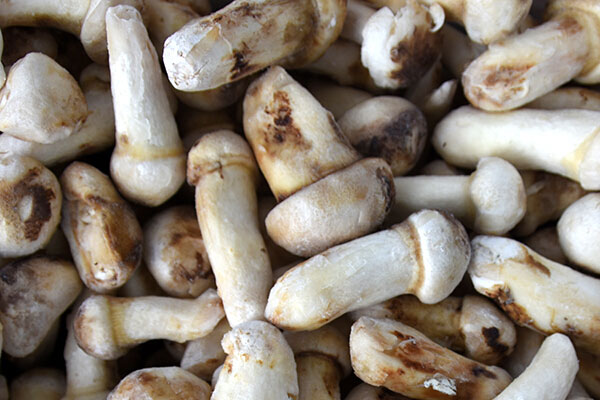冰凍松茸變酸還能吃嗎