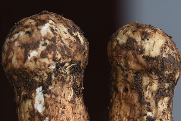 松茸發(fā)酸是怎么回事