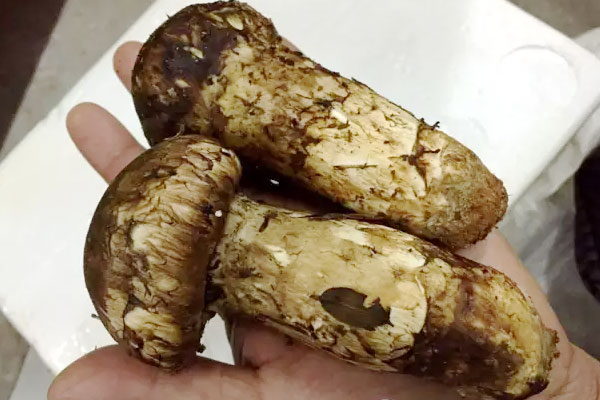 什么人不能吃松茸和雞蛋