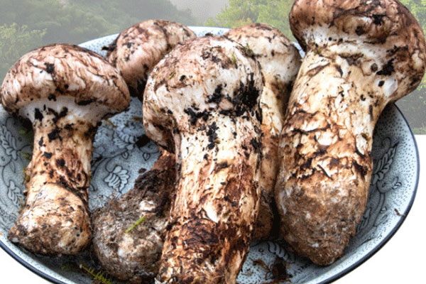 新鮮松茸是切片冷凍好還是整個凍好