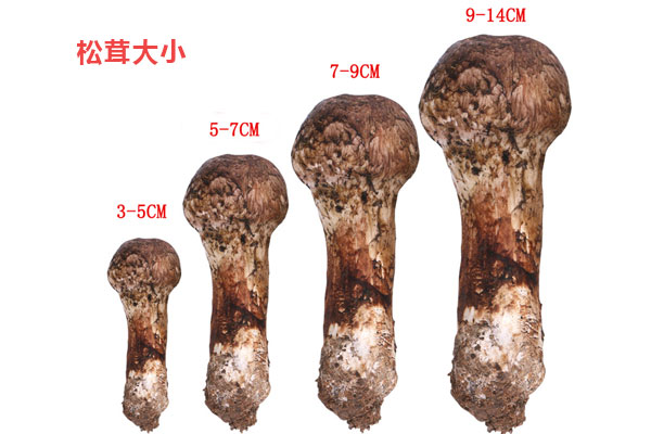 松茸冷凍需要切片嗎
