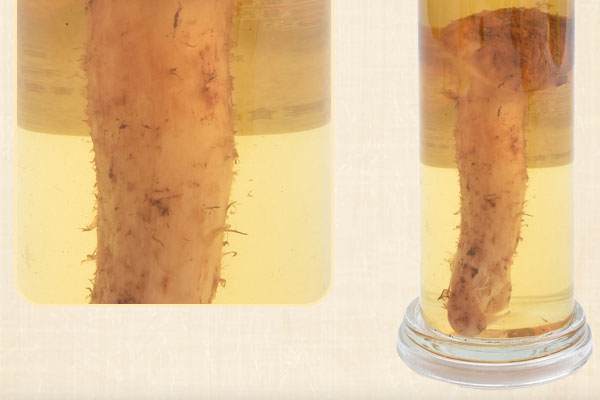 松茸泡酒能放幾年 松茸泡酒能放幾年