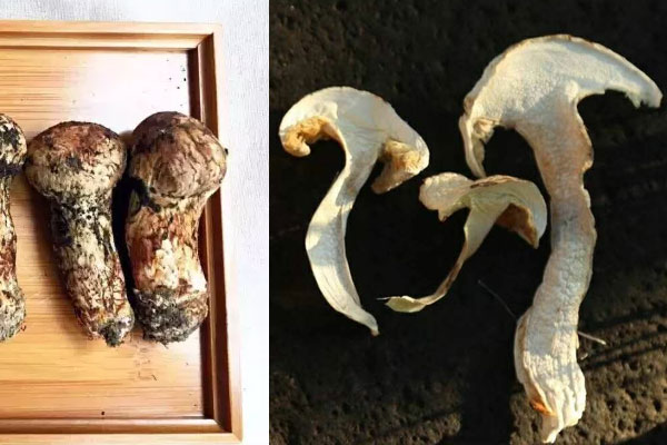 曬干的松茸好還是新鮮松茸好