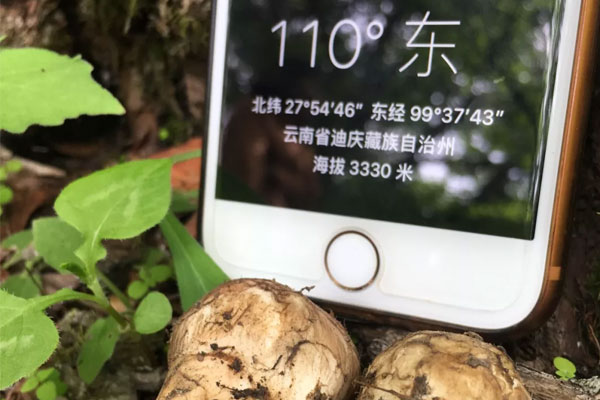 香格里拉哪里松茸最多