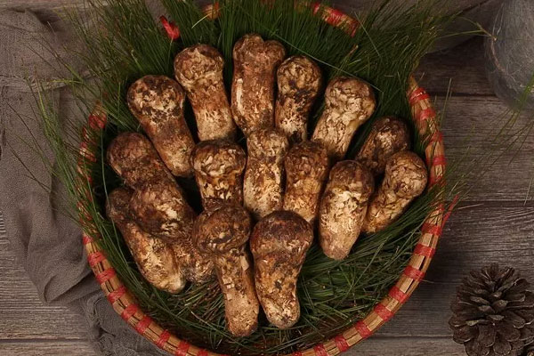 香格里拉松茸幾月份采摘