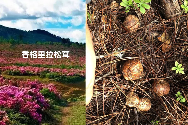 香格里拉松茸的生長(zhǎng)環(huán)境是怎樣