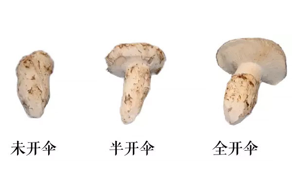 開傘的松茸營養(yǎng)不好嗎