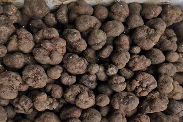 黑松露可以泡酒喝么