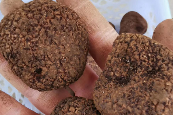 哺乳期的產(chǎn)婦可以吃黑松露嗎