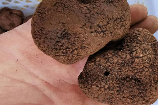 枸杞、瑪咖和黑松露能一起泡酒嗎