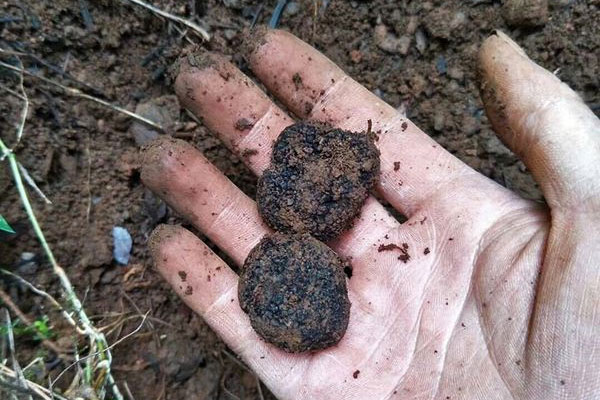 泡酒前黑松露可以用水浸泡著洗嗎