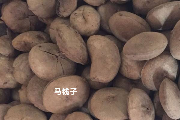 嚴(yán)禁用來(lái)泡酒的中藥材 嚴(yán)禁用來(lái)泡酒的中藥材