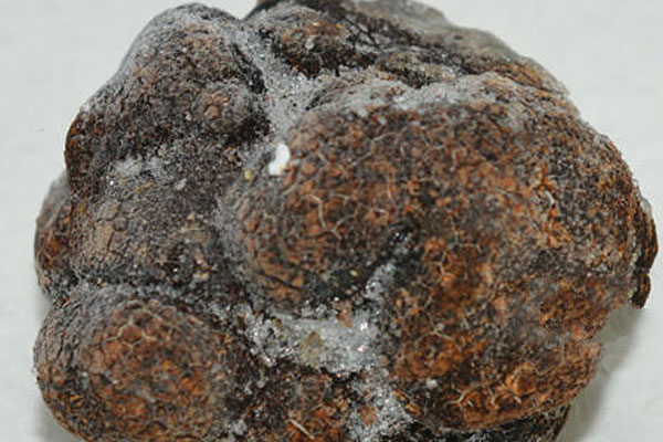 冷凍黑松露可以用來(lái)泡酒嗎