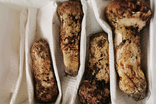 長(zhǎng)沙松茸價(jià)格多少錢(qián)一斤，長(zhǎng)沙哪里有松茸賣(mài)