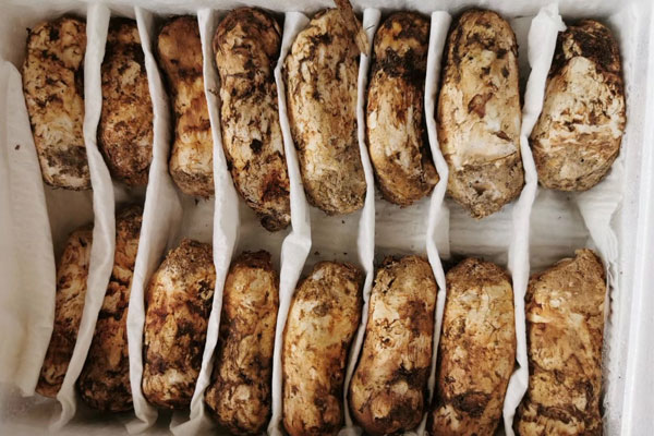 香格里拉松茸和雅江松茸的區(qū)別