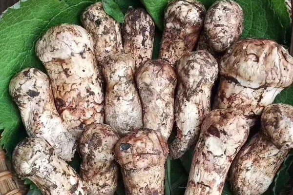 香格里拉松茸和雅江松茸哪個營養(yǎng)價值高