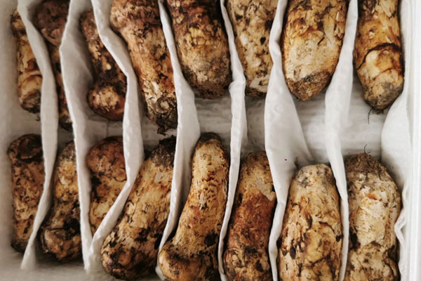 沈陽(yáng)松茸價(jià)格多少錢(qián)一斤，沈陽(yáng)哪里有松茸賣(mài)