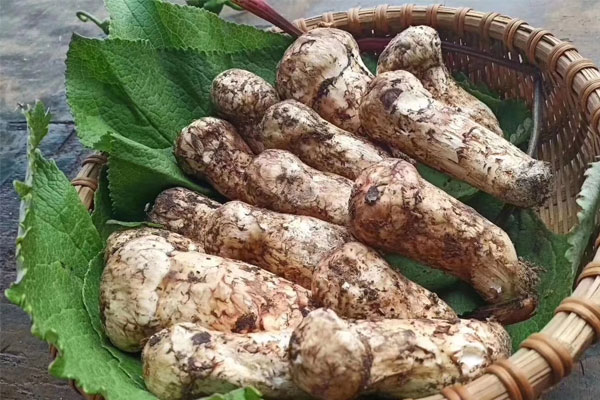 松茸餐餐吃好嗎