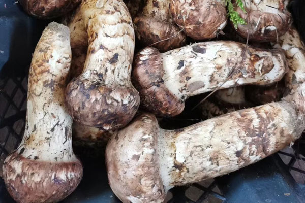 松茸癌癥病人怎么吃