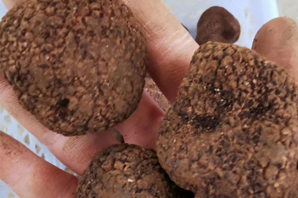 云南新鮮黑松露價(jià)格