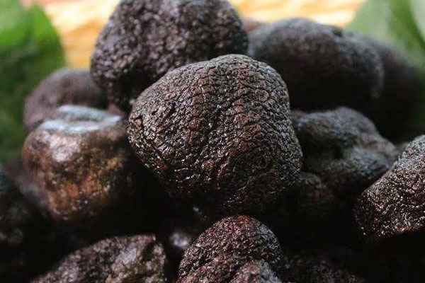 中國(guó)什么地方可以采摘到松露