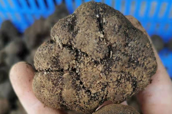 深圳新鮮黑松露價格