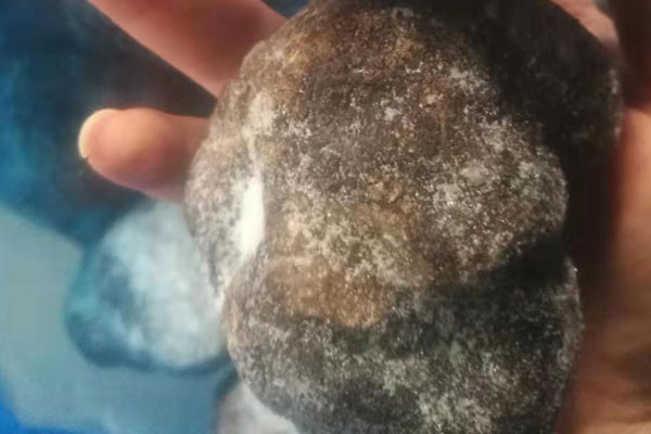 東莞冰凍黑松露價(jià)格