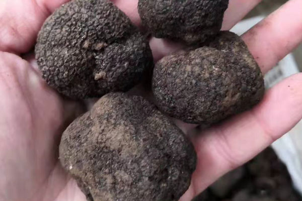 東莞新鮮黑松露價(jià)格