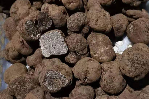 切開新鮮黑松露里面是白色的