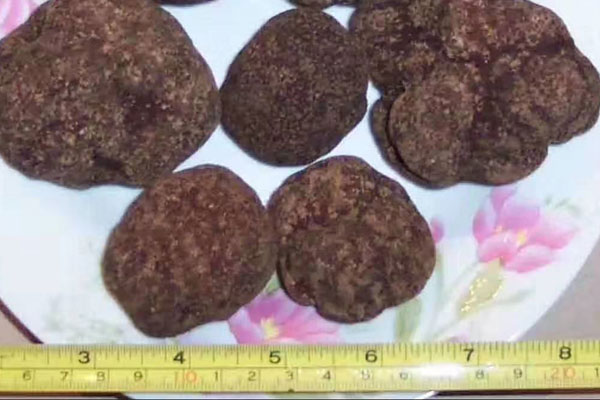 黑松露切開是白色說明什么