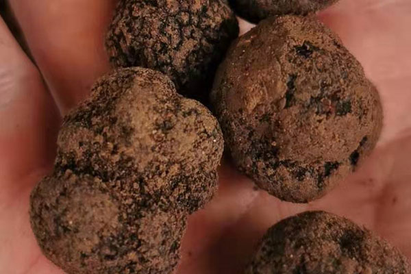 黑松露外面有白色正常嗎
