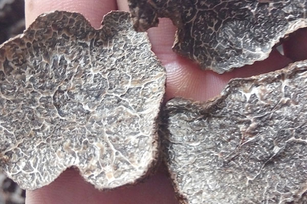 成都干片黑松露價格