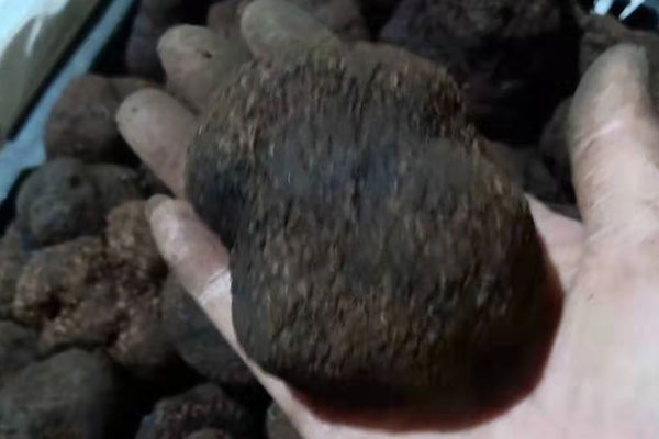 成都新鮮黑松露價格
