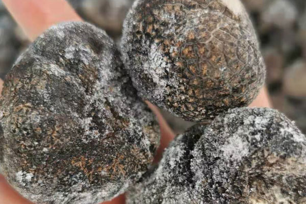 濟南冰凍黑松露價格