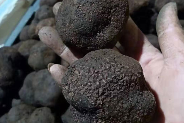 濟南新鮮黑松露價格