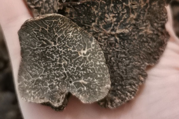 重慶干片黑松露價(jià)格