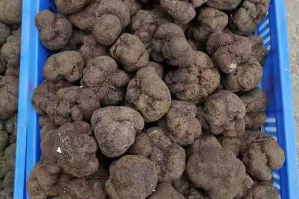 武漢新鮮黑松露價格
