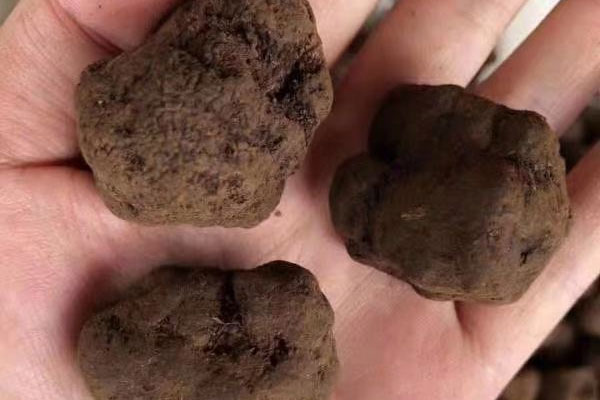 長沙新鮮黑松露價(jià)格 長沙新鮮黑松露價(jià)格