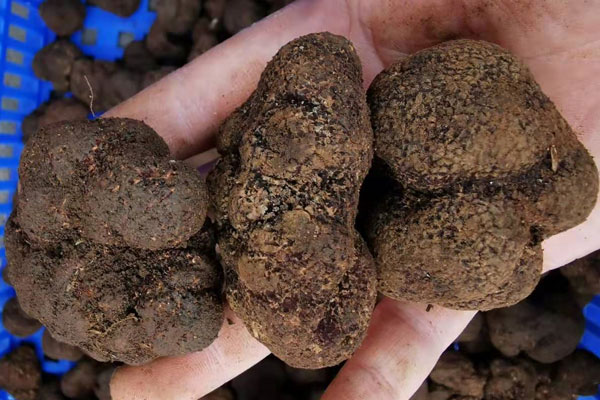 青島新鮮黑松露價(jià)格