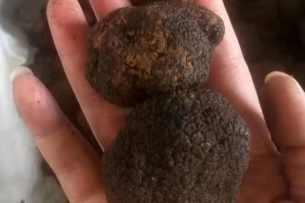 大連新鮮黑松露價格