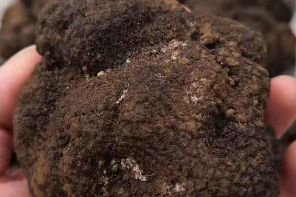 杭州新鮮黑松露價(jià)格