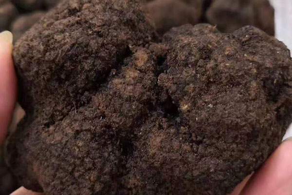 怎么分辨黑松露變質(zhì)了