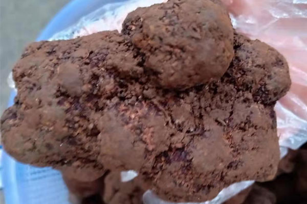 黑松露性溫還是性寒