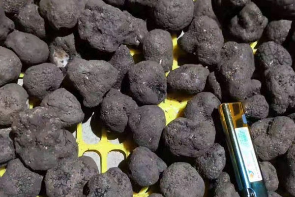 南京新鮮黑松露價格